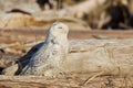 Snowy Owl (Bubo scandiacus).